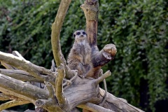 Zoo Köln