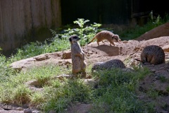 Zoo Köln