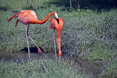 Zoo Köln