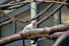 Zoo Köln