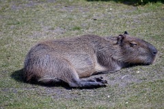 Zoo Köln