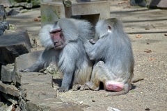 Zoo Köln