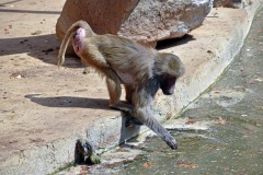 Zoo Köln