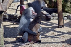 Zoo Köln