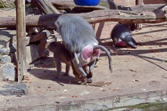 Zoo Köln