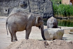 Zoo Köln