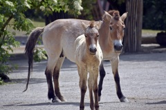 Zoo Köln