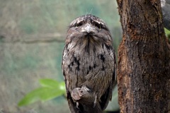 Zoo Köln