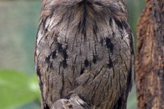 Zoo Köln