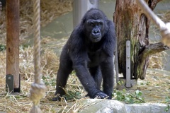Zoo Köln