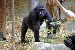 Zoo Köln