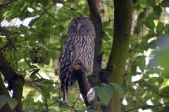 Zoo Köln