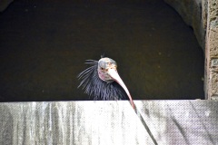 Zoo Köln