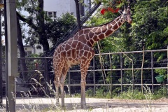 Zoo Köln