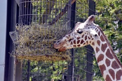 Zoo Köln